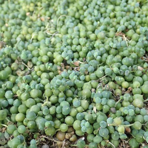lime-teal fruits with beige stems