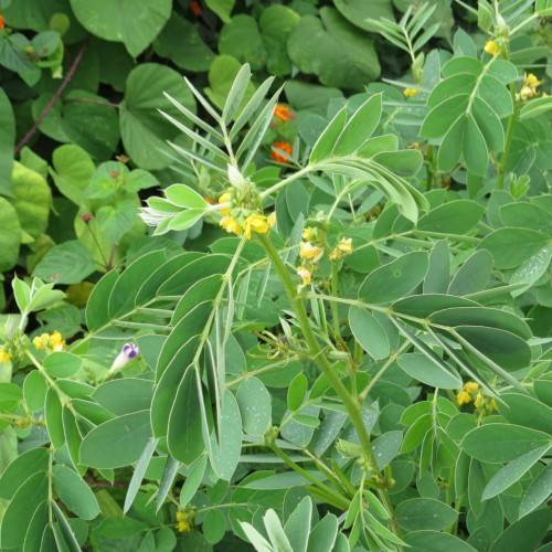 lime-green leaves with yellow midribs, flowers and green stems