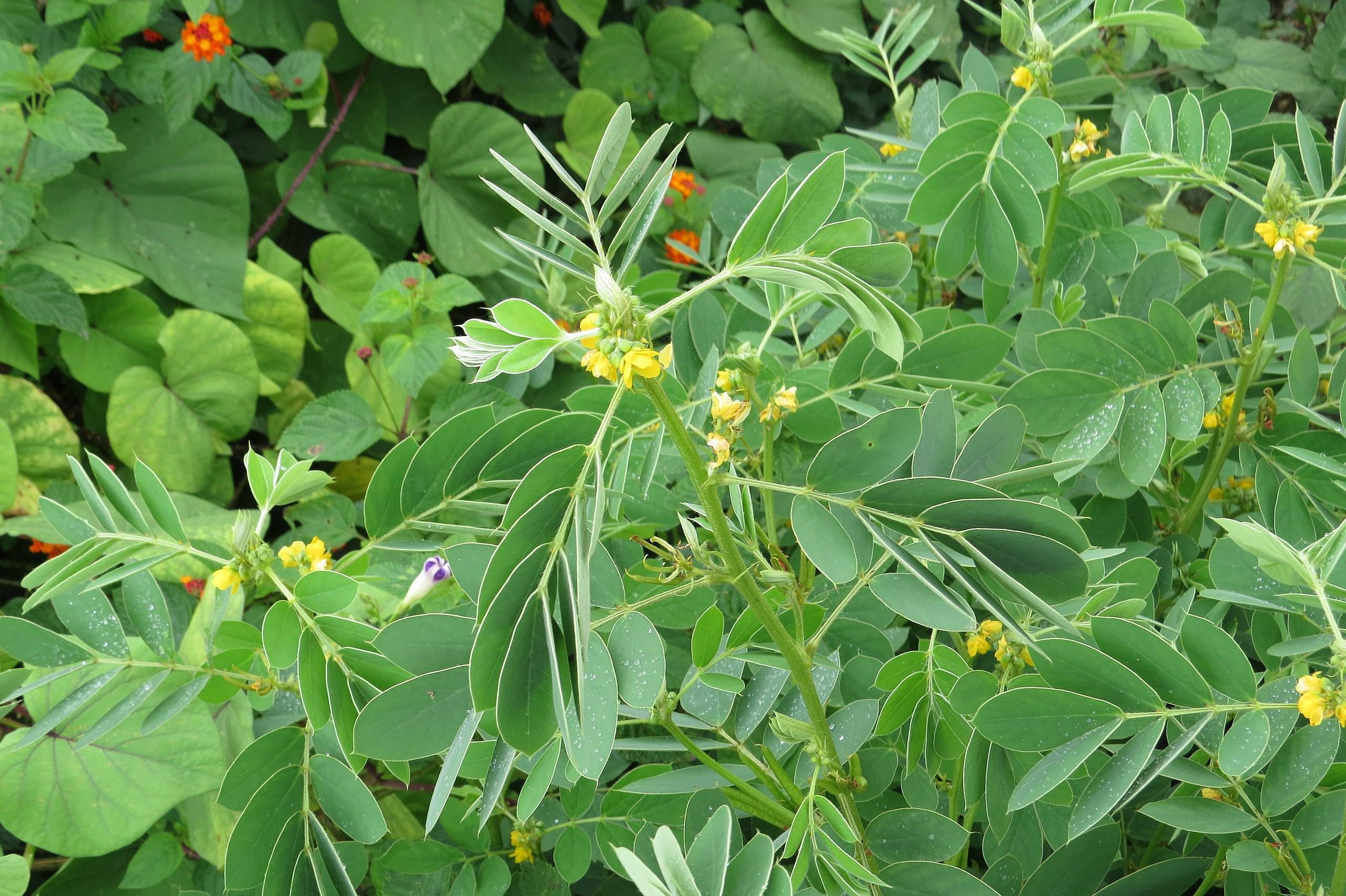 lime-green leaves with yellow midribs, flowers and green stems