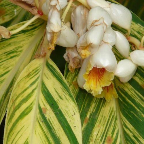 Larg green-yellow leaves and pink-white-yellow flowers.