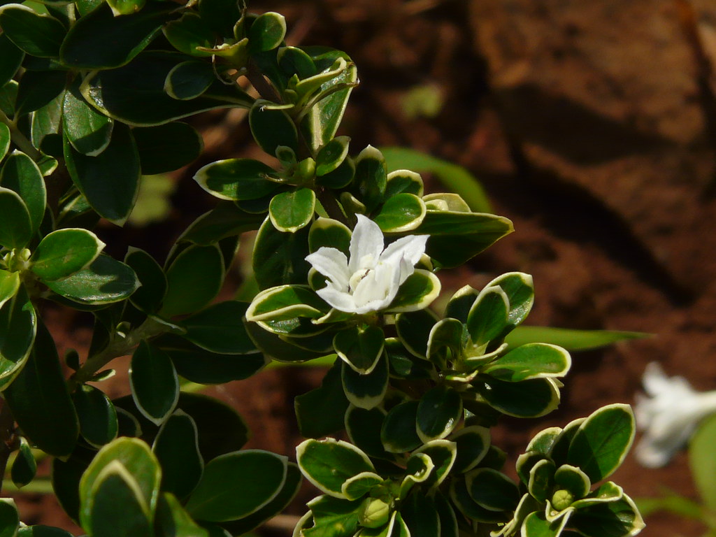 a white flower with yellow-green leaves