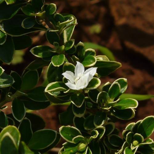 a white flower with yellow-green leaves