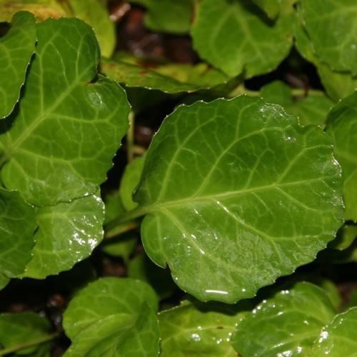lime-green leaves with lime-yellow veins and midribs