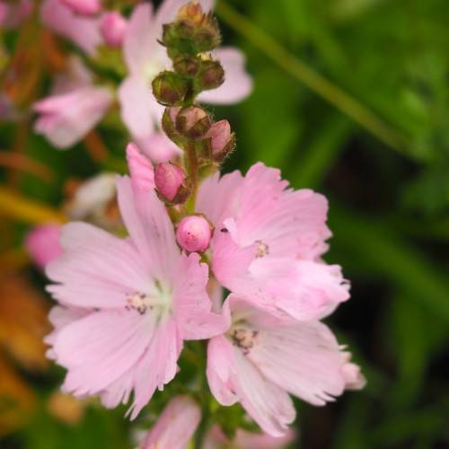 light-pink flowers with pink-green buds, green leaves and stems