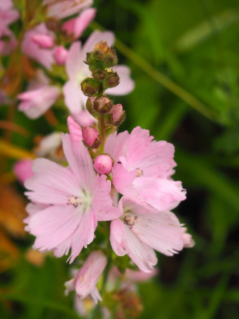 light-pink flowers with pink-green buds, green leaves and stems