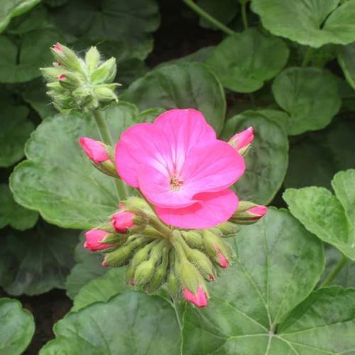 pink flowers with green leaves, lime-pink buds and lime-green stems