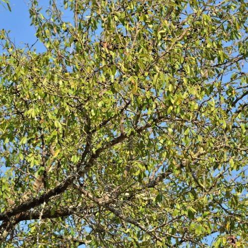 yellow-green foliage with brown branches