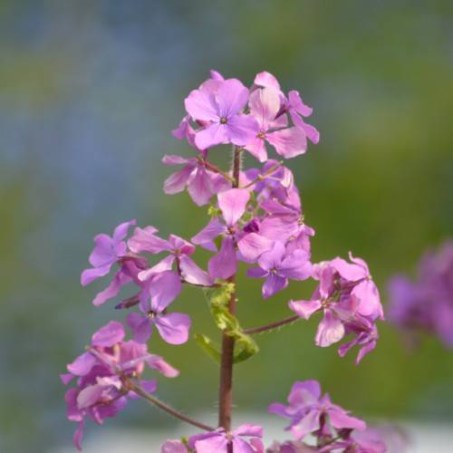 pink-purple flowers with lime leaves and burgundy stems