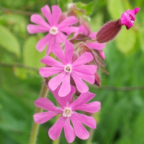 pink flowers with dark-pink buds, lime leaves and lime-pink stems
