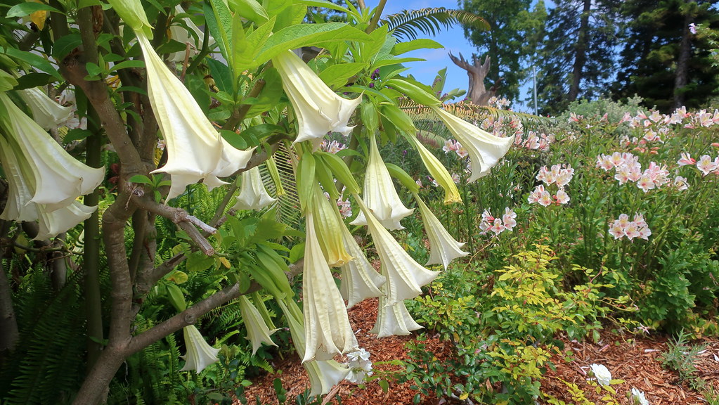 Large, trumpet-shaped white-yellow-pink flowers, and slender green leaves on gray stems.