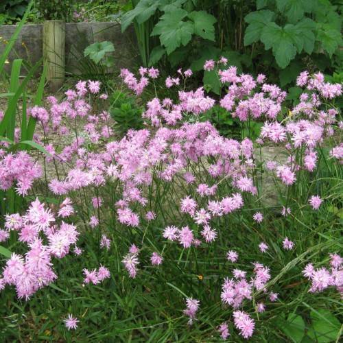 light-pink flowers with green leaves and stems