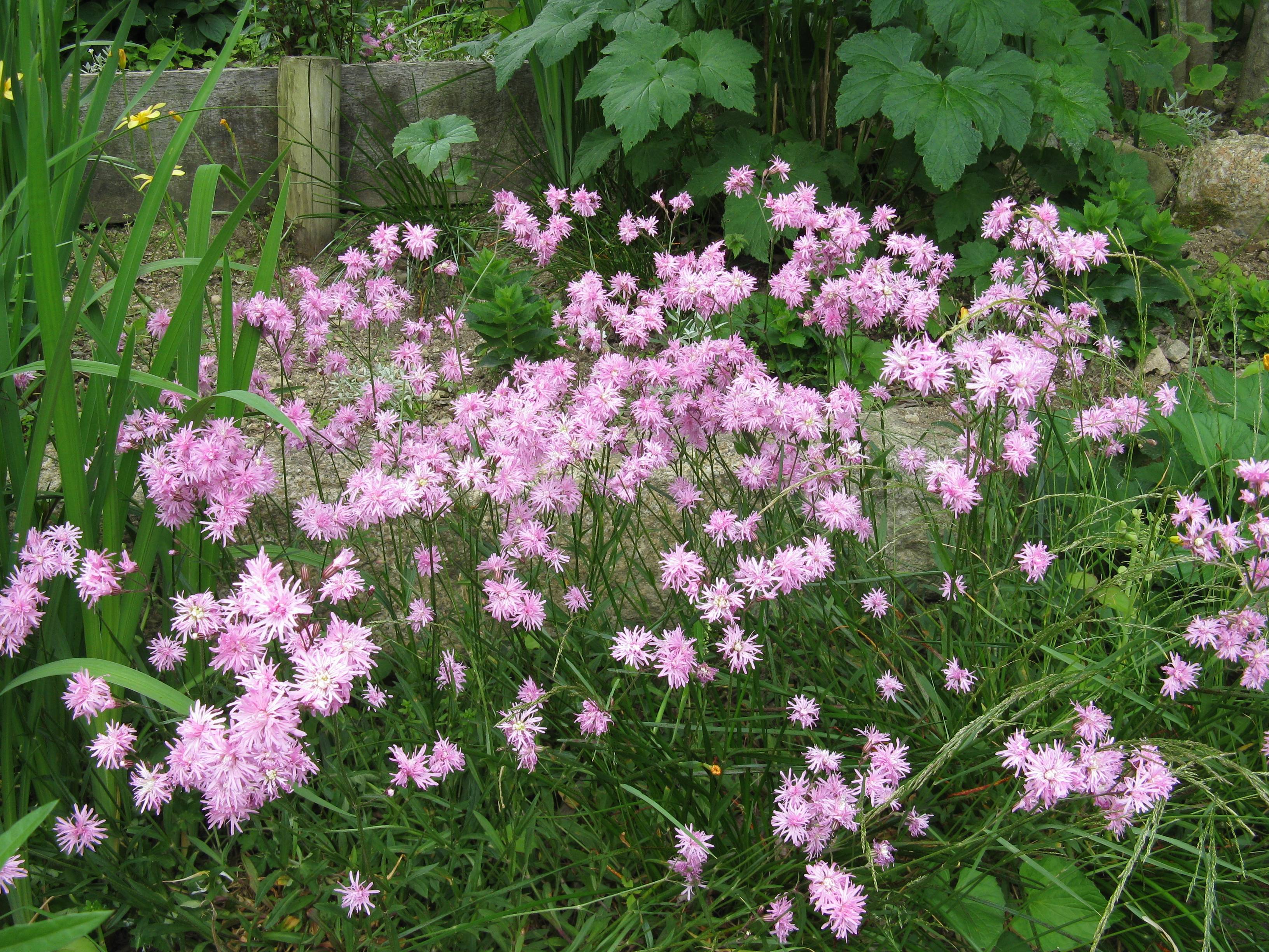 light-pink flowers with green leaves and stems
