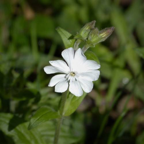 a white flower, olive-brown buds, olive leaves and stems