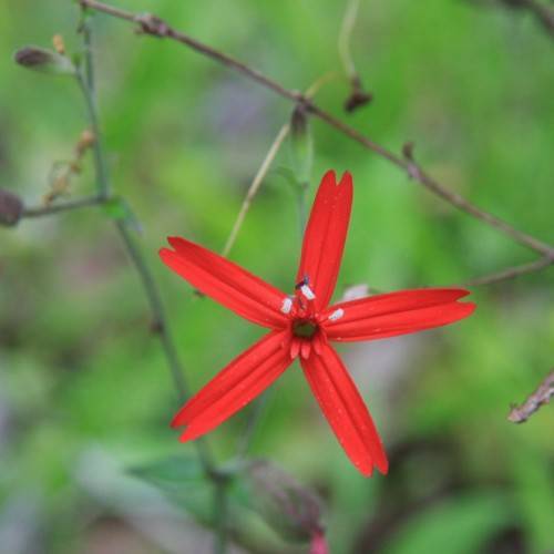 red flowers with black center, red filaments, white anthers, brown-green stems and green leaves