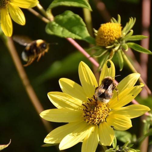 yellow flowers with yellow-black center, lime-green leaves, sepals and pink-brown stems
