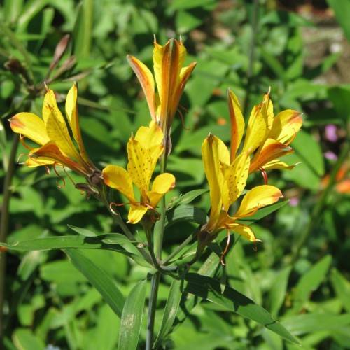 yellow-orange flowers with green leaves and stems