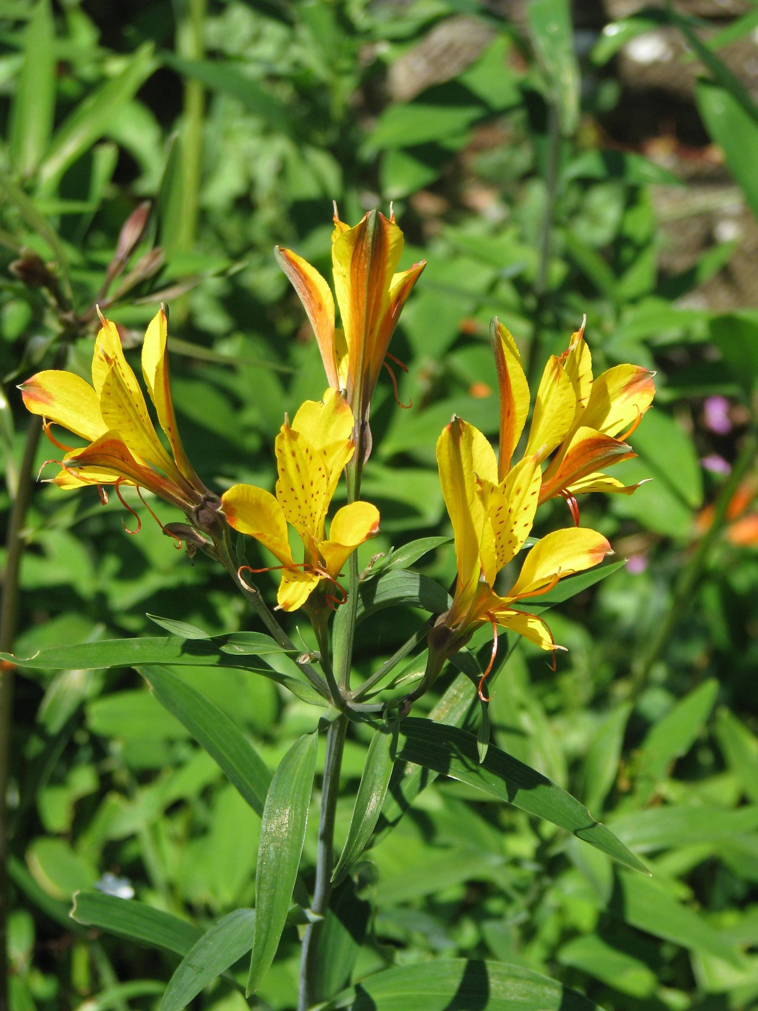 yellow-orange flowers with green leaves and stems