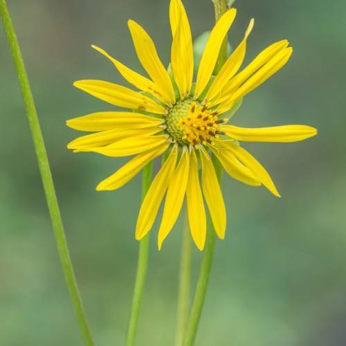 yellow flower with yellow-green center, yellow-black stamens, lime leaves and stems
