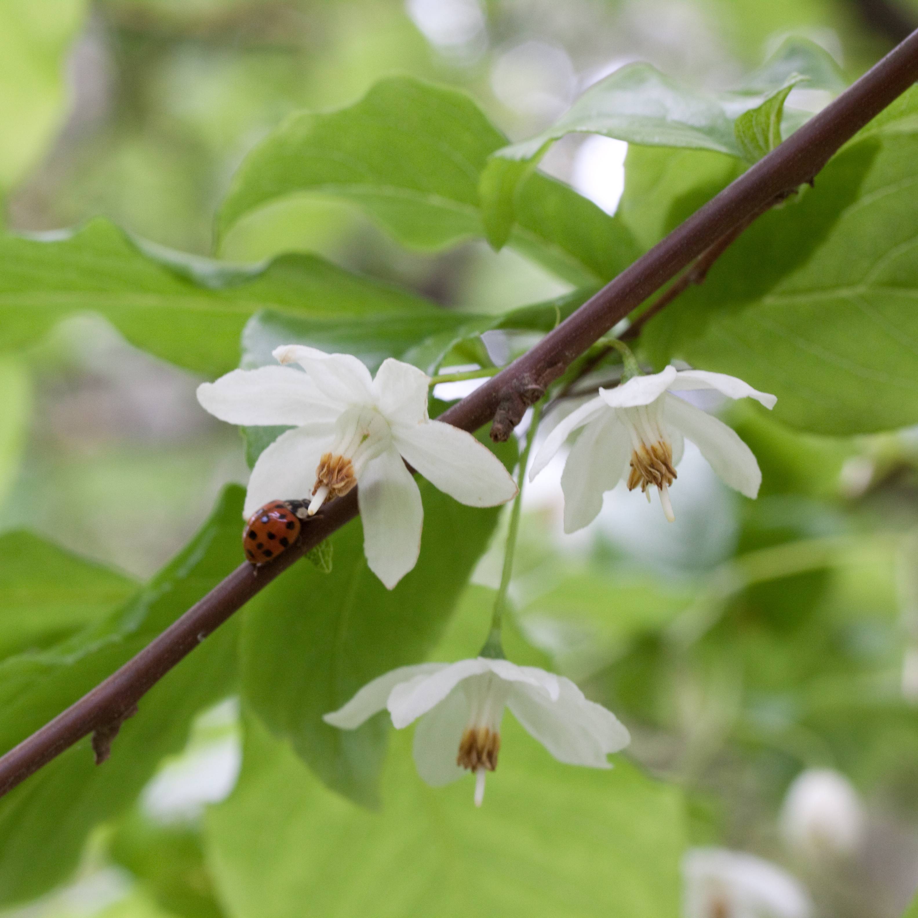 white flowers with white filaments, orange anthers, light-green leaves and brown stem