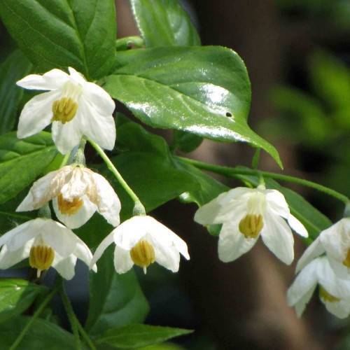 white flowers with white filaments, yellow anthers, green leaves and light-green stems