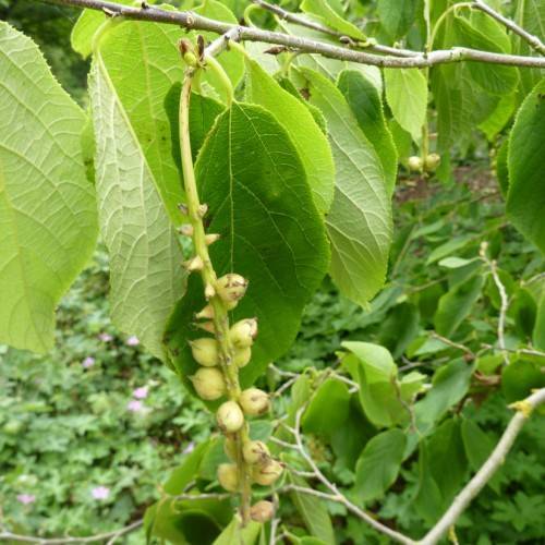 lime-yellow fruits with green leaves on lime stem and gray branches