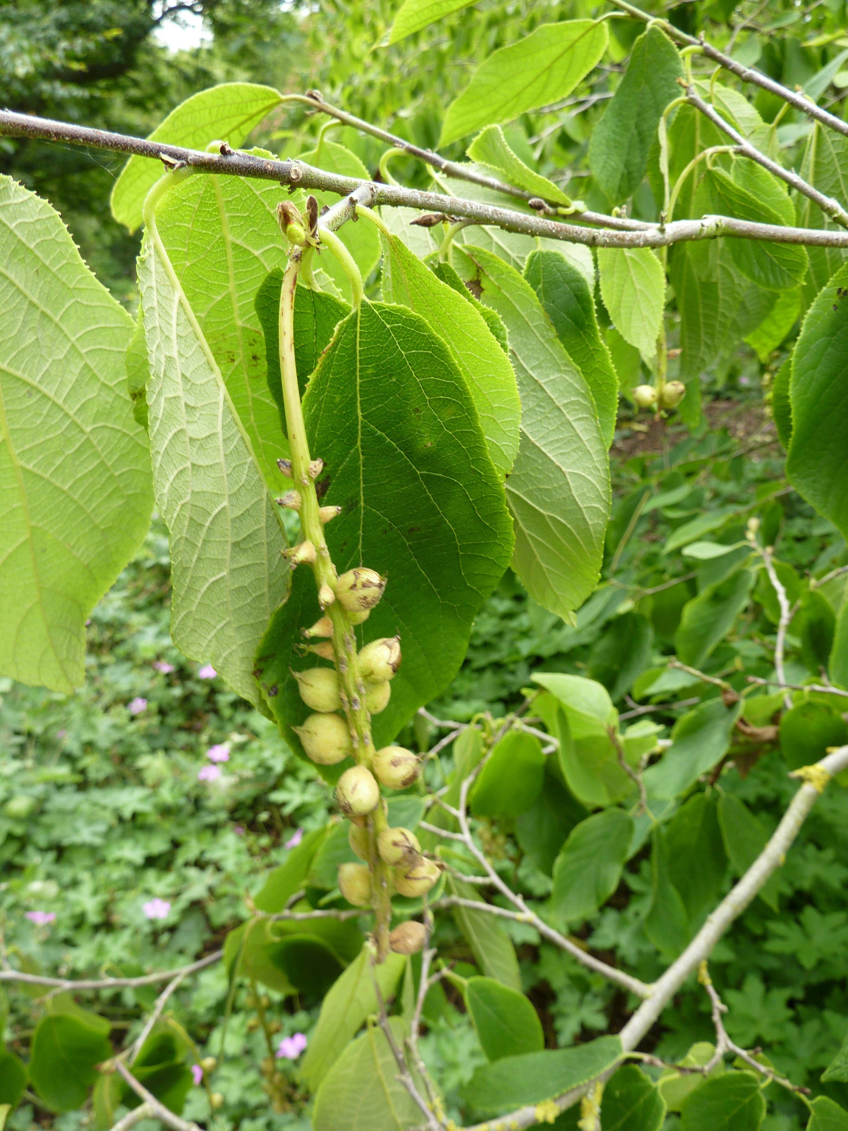 lime-yellow fruits with green leaves on lime stem and gray branches