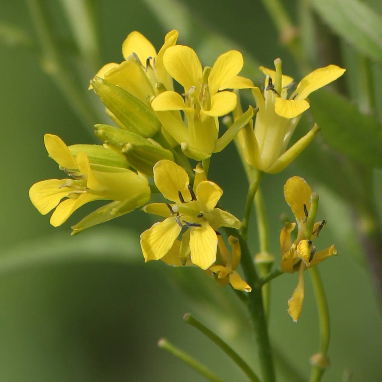 yellow flowers with yellow-black stamens, lime buds and lime-green stems