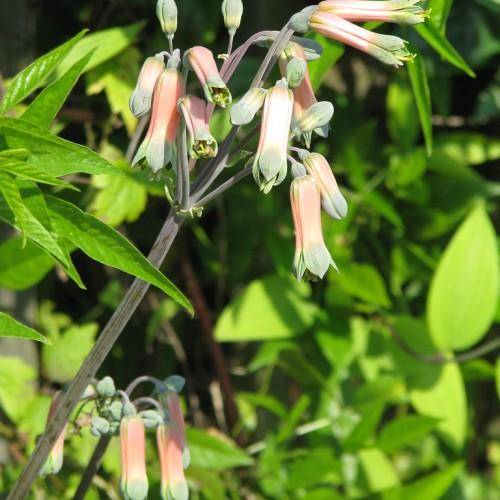 A cluster of green-pink-yellow flowers with green leaves and green stems.