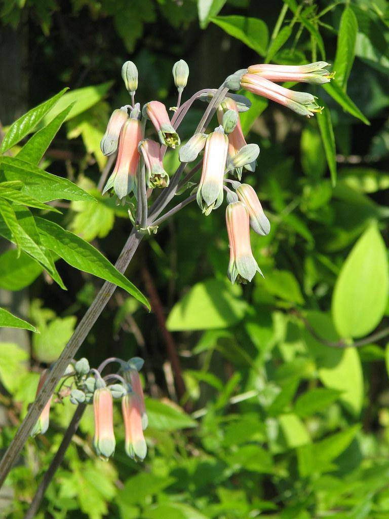 A cluster of green-pink-yellow flowers with green leaves and green stems.