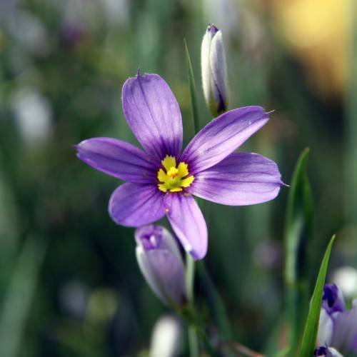 purple flowers and purple-white buds with dark-green leaves and stems