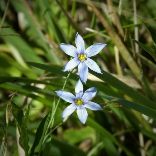 light-blue flowers with yellow center, green leaves and stems