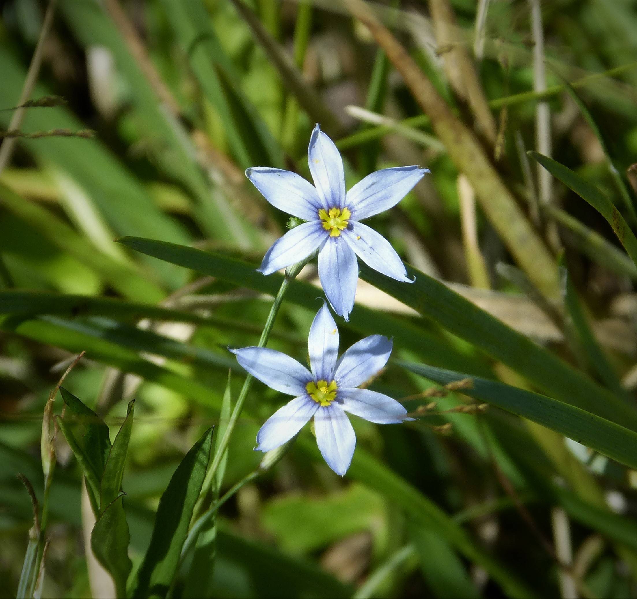 light-blue flowers with yellow center, green leaves and stems