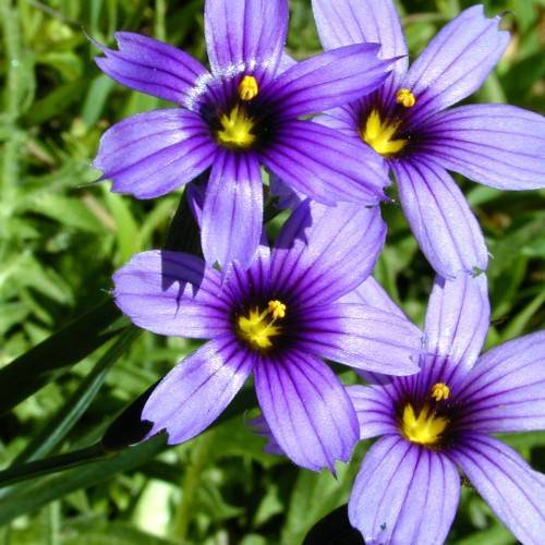 blue flowers with yellow-black center, green leaves and stems