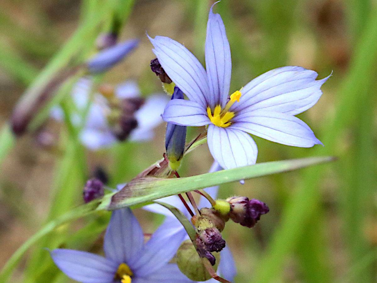 light-blue flowers, blue-purple buds with lime sepals, purple-green leaves and brown stems