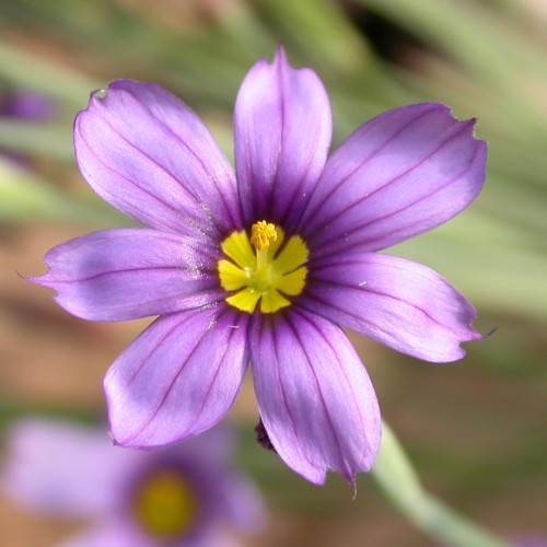 purple flowers with yellow center, stigma and yellow style with light-green stem