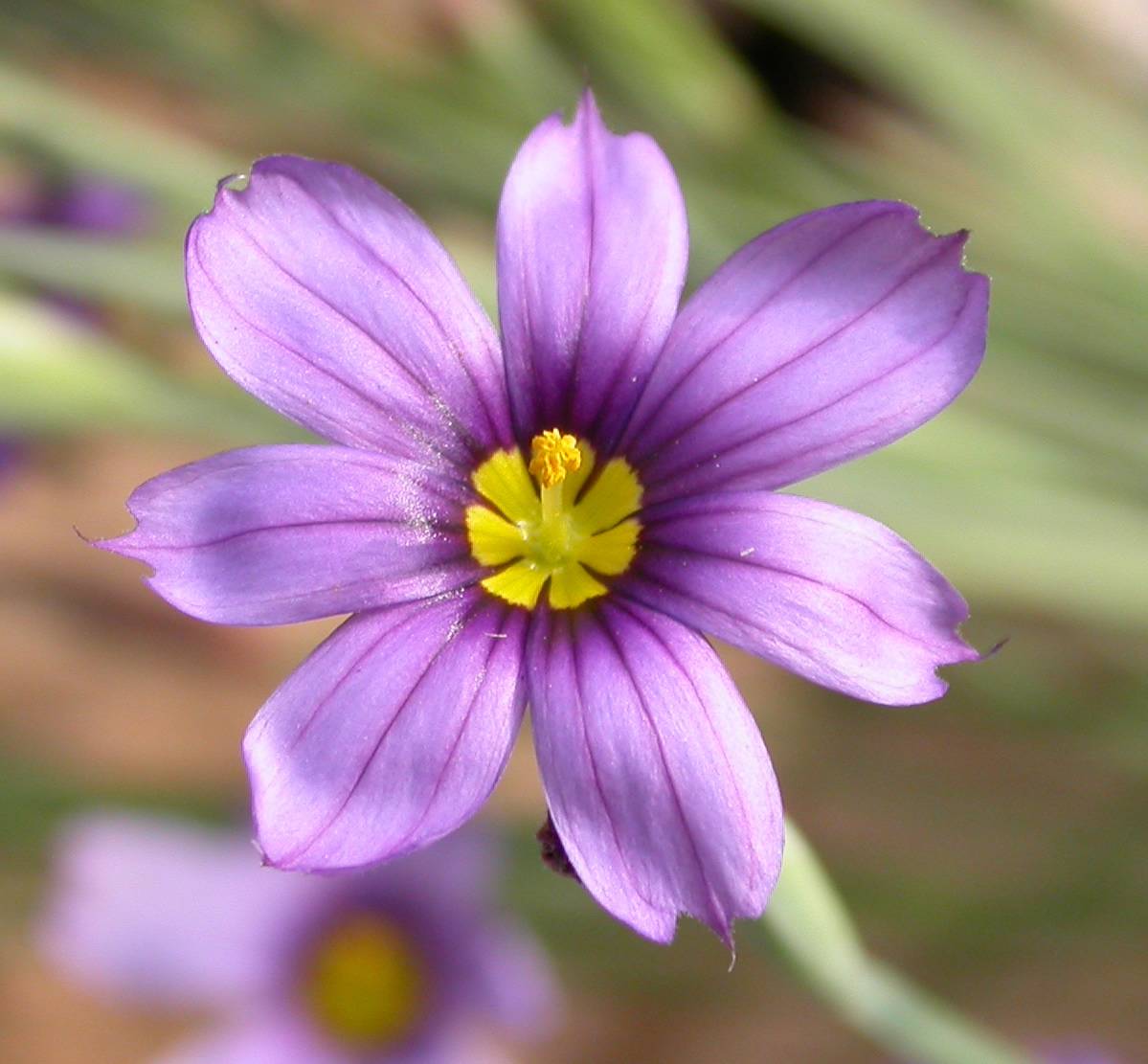 purple flowers with yellow center, stigma and yellow style with light-green stem