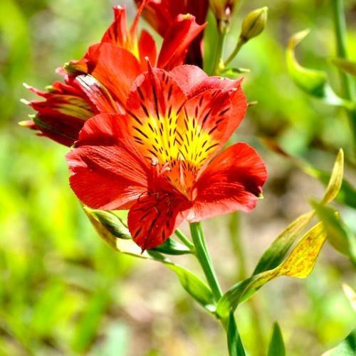red-yellow flowers with yellow-green leaves and green stems