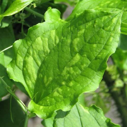 lush-green leaves and stems
