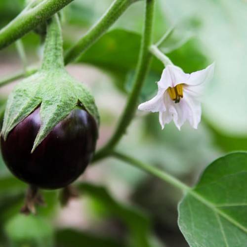 purple-black fruit and white flower with yellow-black stamens, green sepals, leaves and green stems