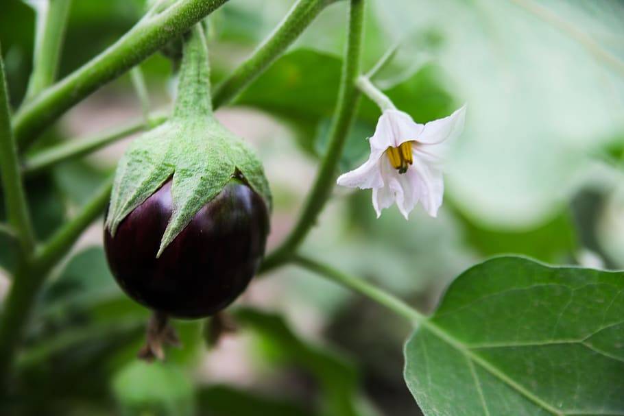 purple-black fruit and white flower with yellow-black stamens, green sepals, leaves and green stems