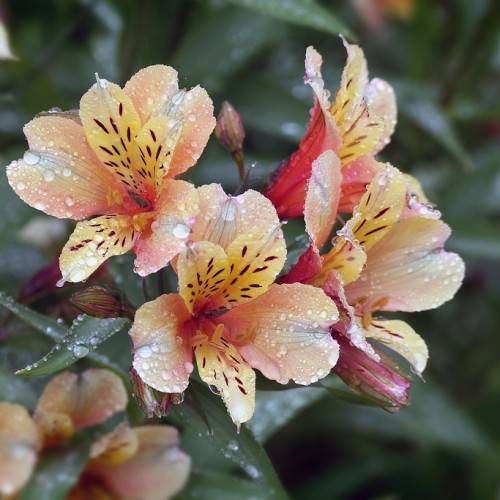 pink-yellow flowers, pink buds, and dark-green leaves and brown stems
