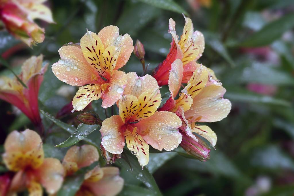 pink-yellow flowers, pink buds, and dark-green leaves and brown stems
