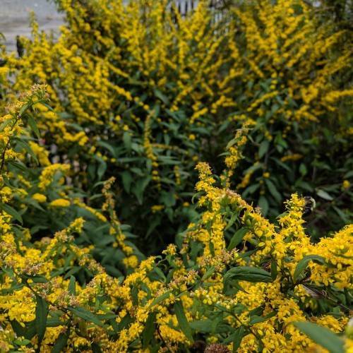 yellow-brown flowers with dark-green leaves and brown stems