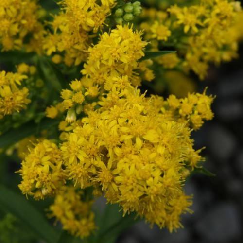 yellow flowers with green leaves and stems