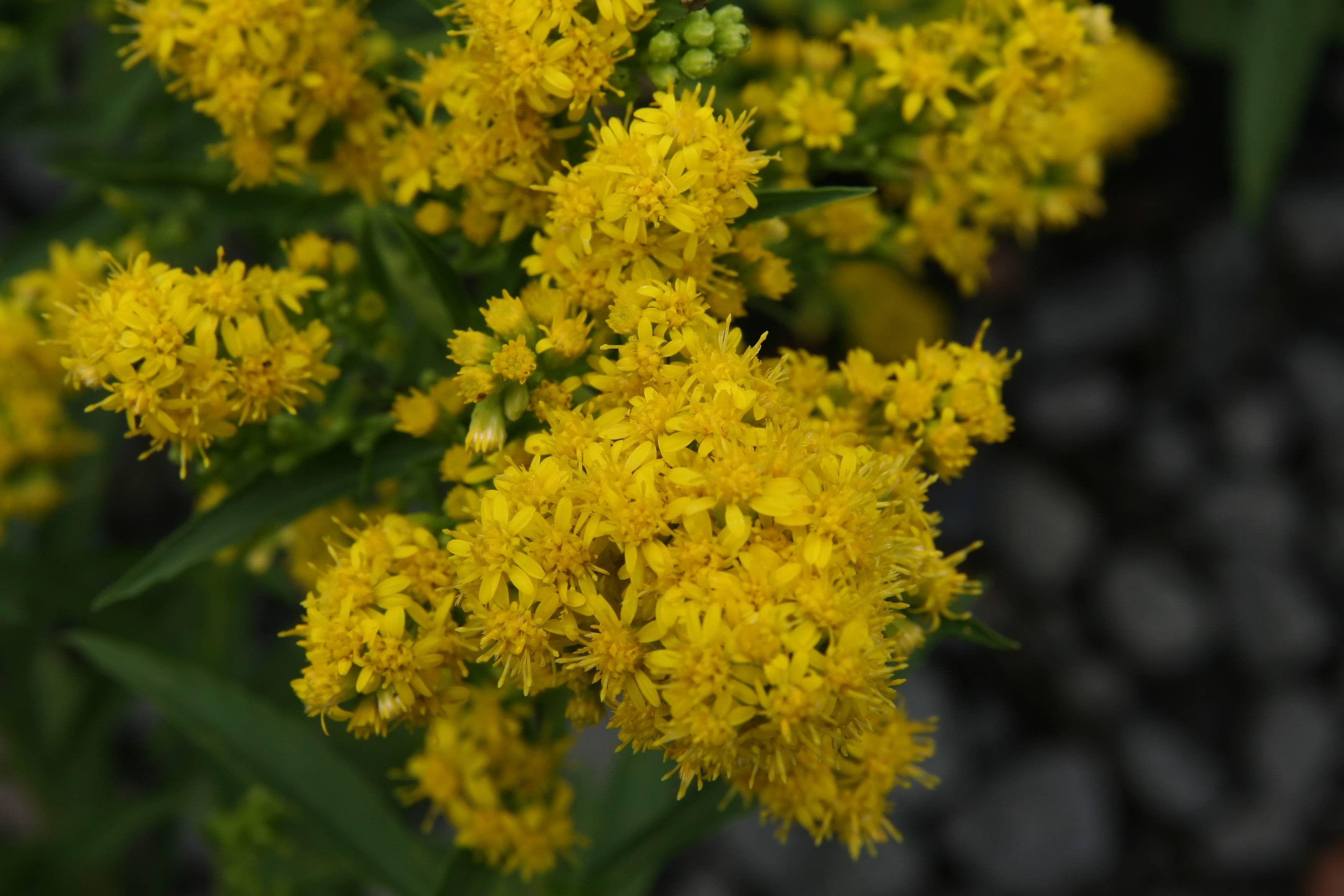 yellow flowers with green leaves and stems