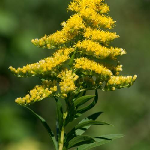 yellow flowers with yellow-white buds, green leaves and lime stem