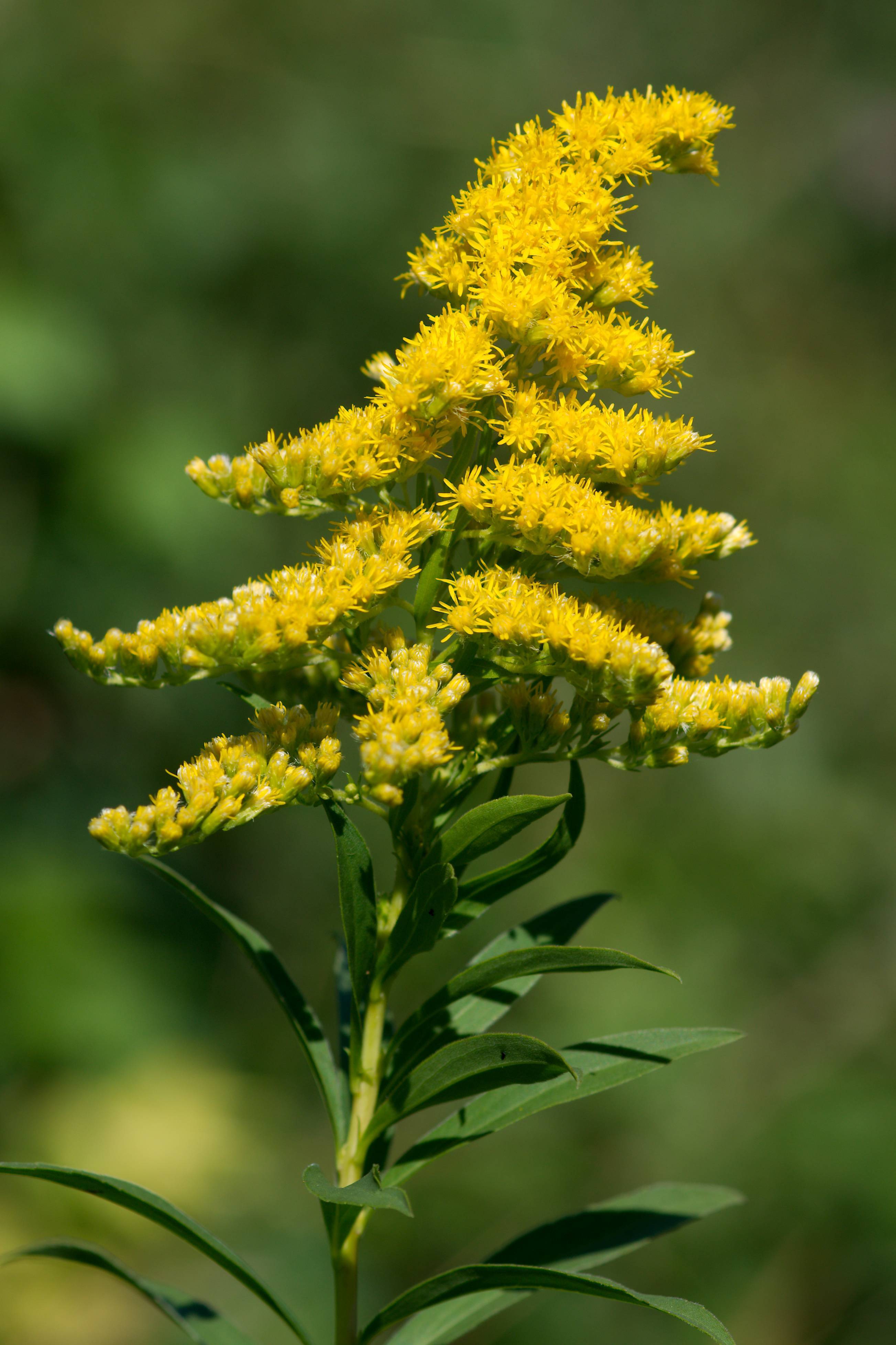 yellow flowers with yellow-white buds, green leaves and lime stem