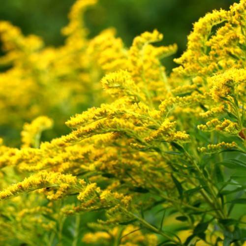 yellow flowers with green leaves and stems