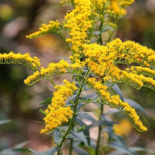 yellow flowers with dark-green leaves and stems
