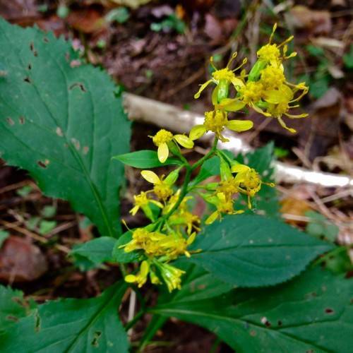 yellow flowers with stamens, lime sepals, green leaves and stems
